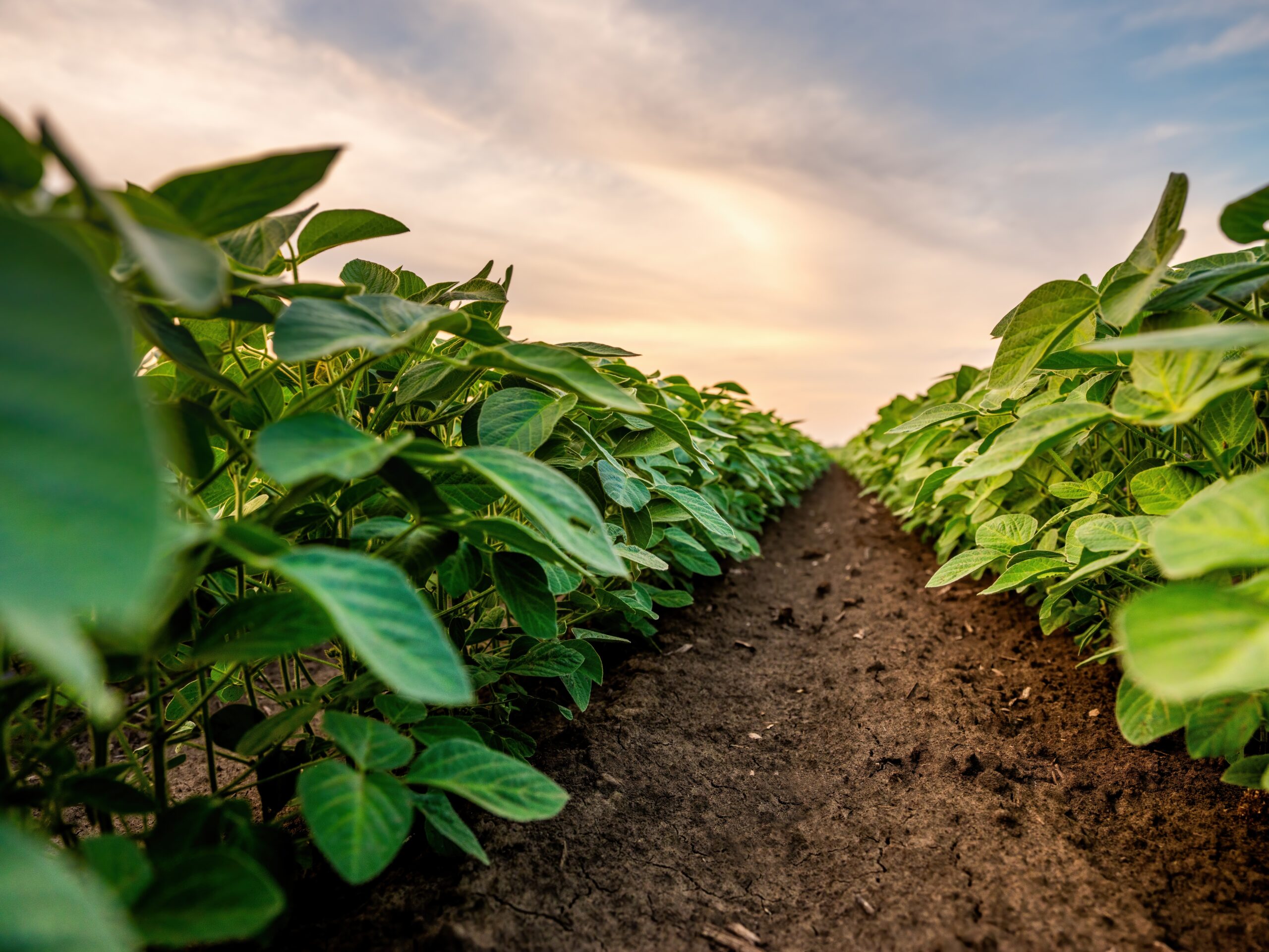 Agricultura