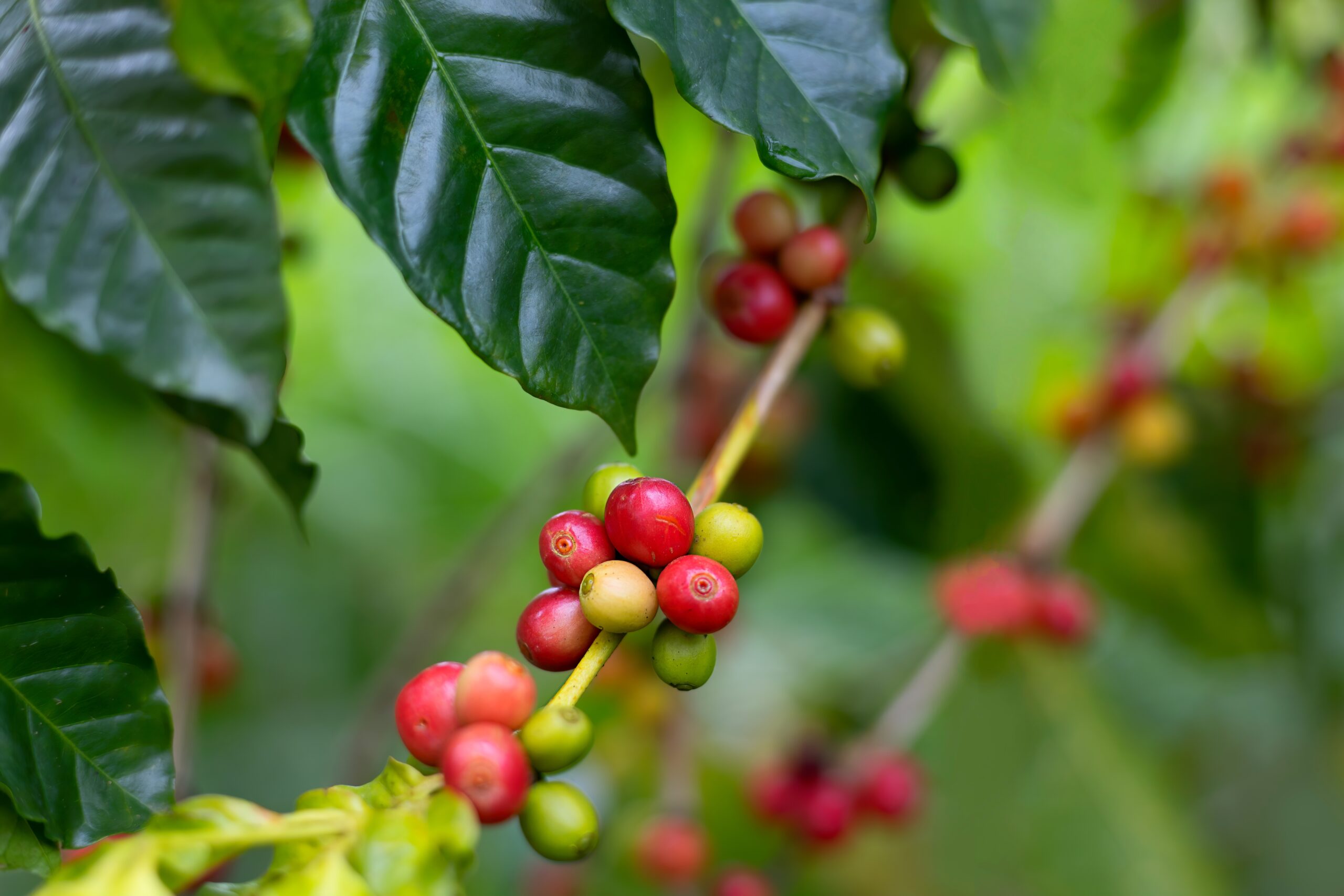 Cultivo de caf&eacute;