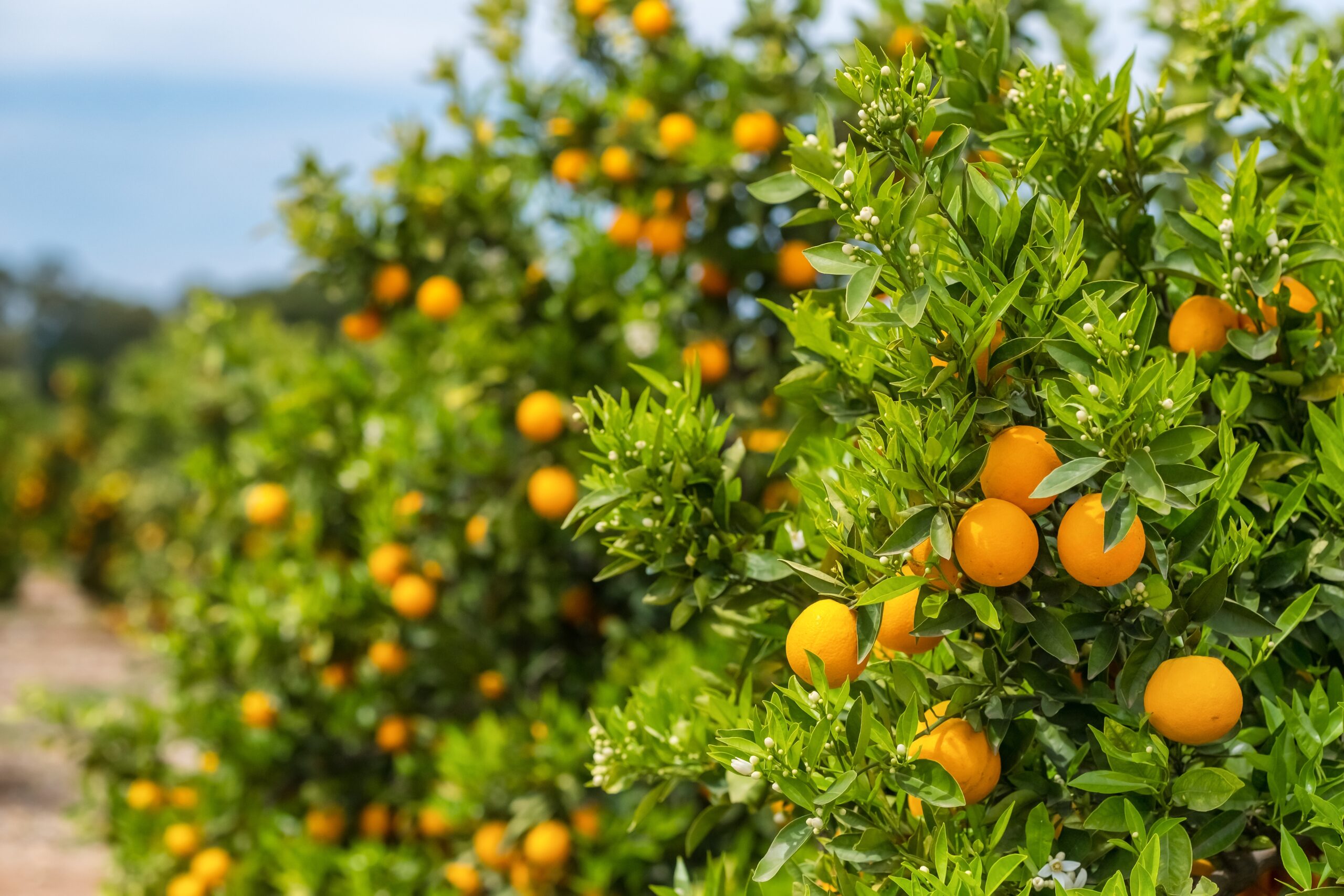 Citricultura de laranjas