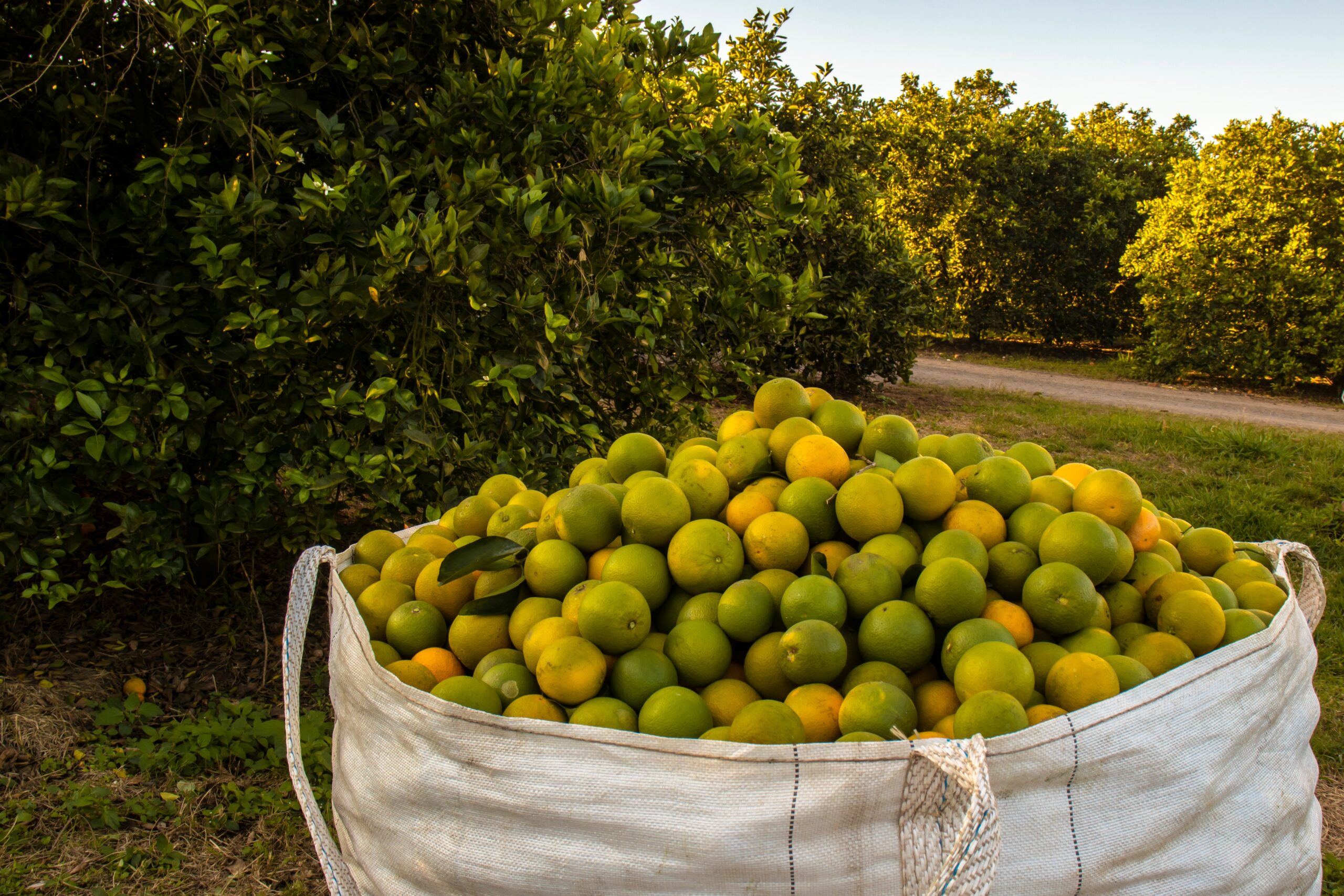 Colheita de laranja